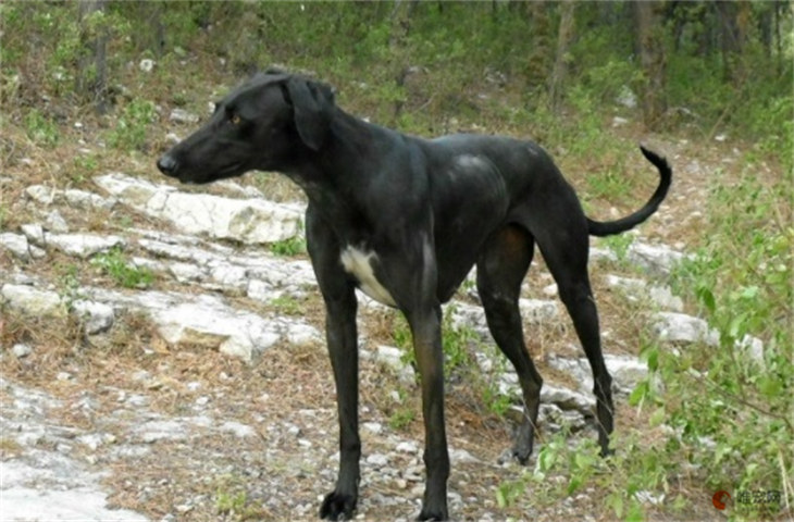 山东细犬1000元算贵吗