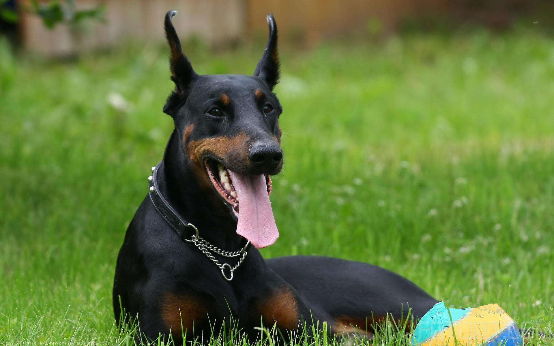 分享养杜宾犬的六大好处