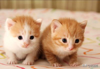 猫生小猫要怎么处理