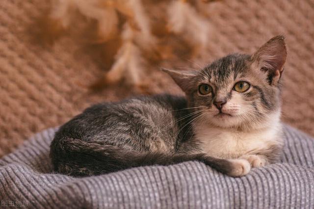 猫口炎用什么药效果最佳