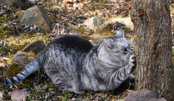 新手千万不要冲动养猫