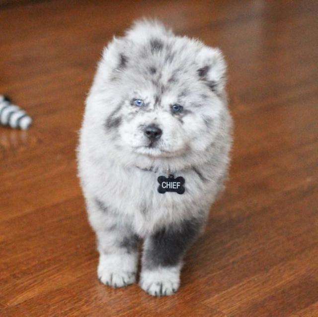 松狮犬好养活嘛
