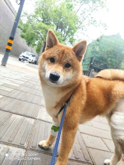 公狗发情怎么办