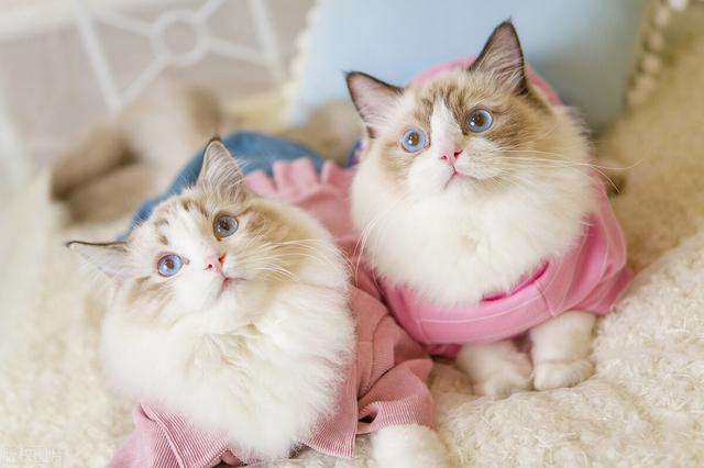猫咪得肠胃炎后会自愈嘛