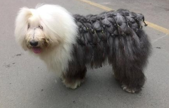 古牧羊犬不能长期吃的食物