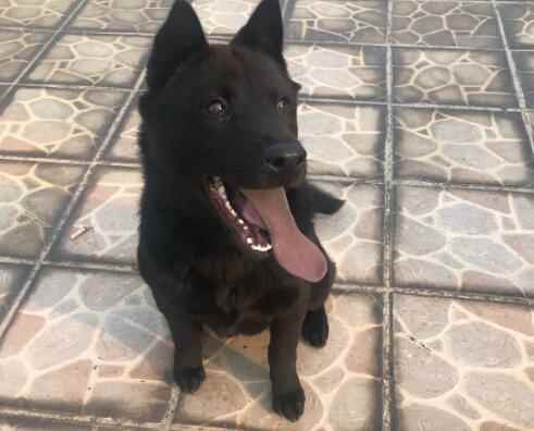 盘点中国五黑犬的优缺点