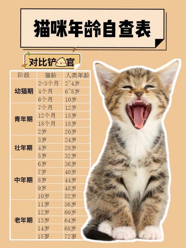 在人的时间里猫咪多大算成猫