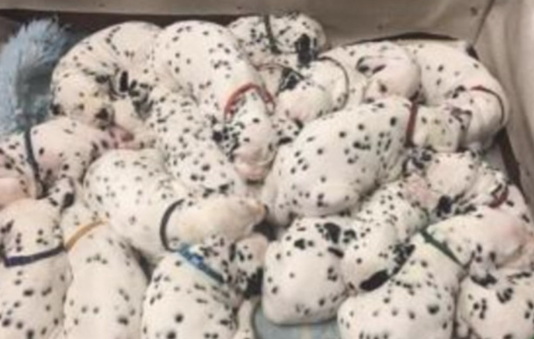 家中狗狗生下一窝麦町犬 一窝一堆：真给力