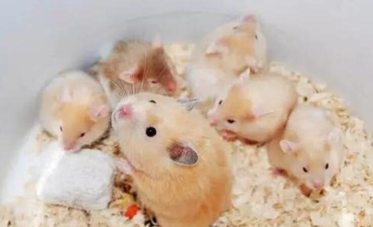 生完崽后公母仓鼠住一窝会发生什么