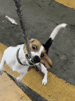 关于六大不养比格犬的原因