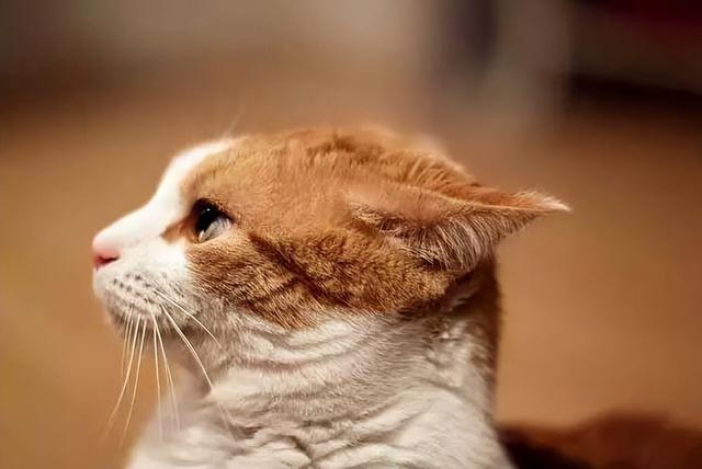 猫咪飞机耳的真相