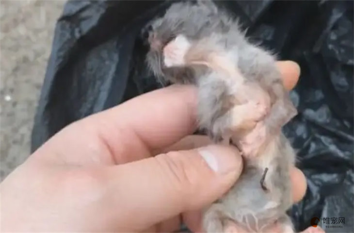刚出生的小猫几天渡过危险期