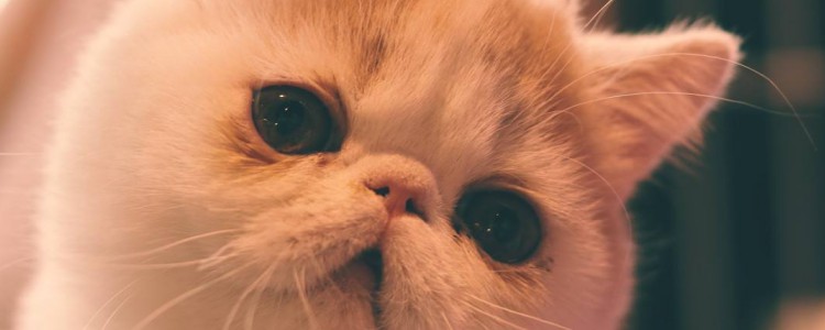 被猫记仇多久才会原谅你