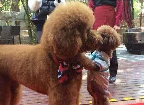 六个不养贵宾犬的理由