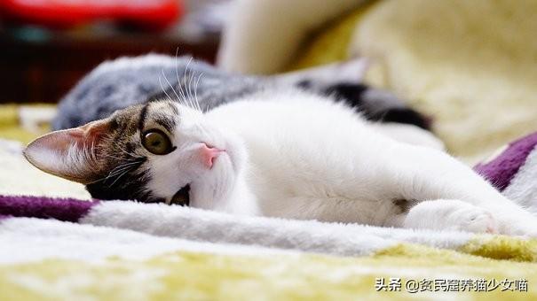 如何确定猫认宠主的表现