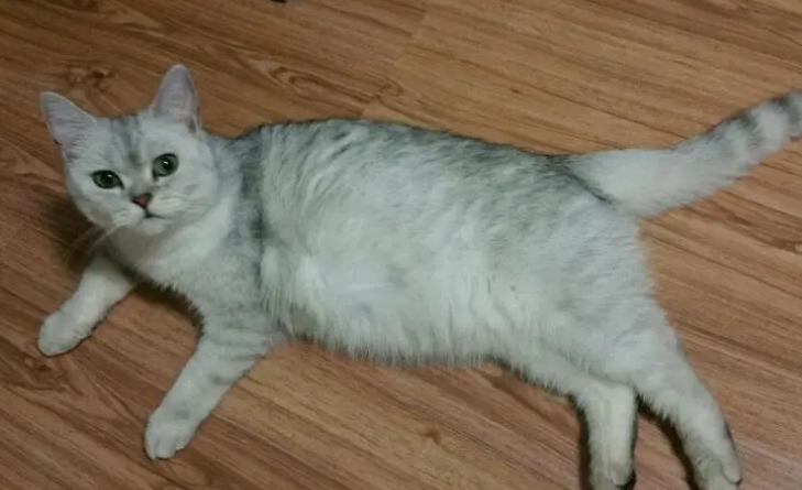 母猫完事后多久才发情