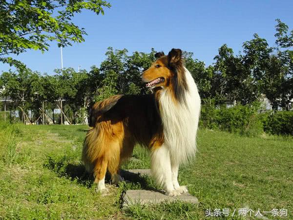 苏格兰牧羊犬怎么养