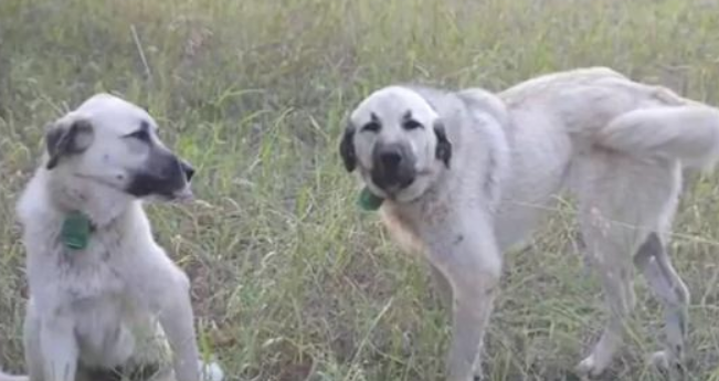 屡次被游人“强制援助” 散养牧羊犬被送至救助站 农场主非常的郁闷