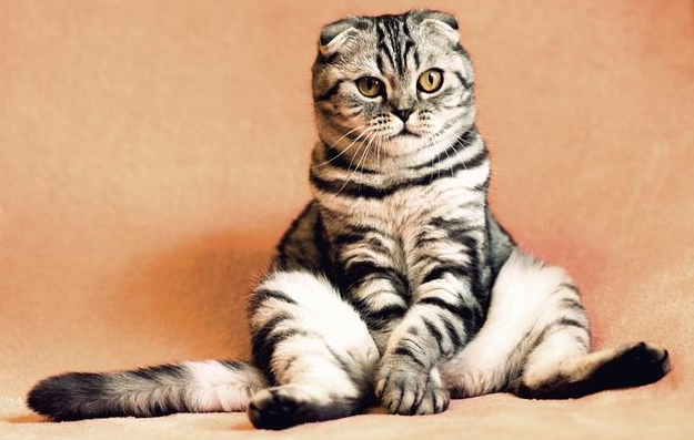 猫鼻支的危害有多大呢