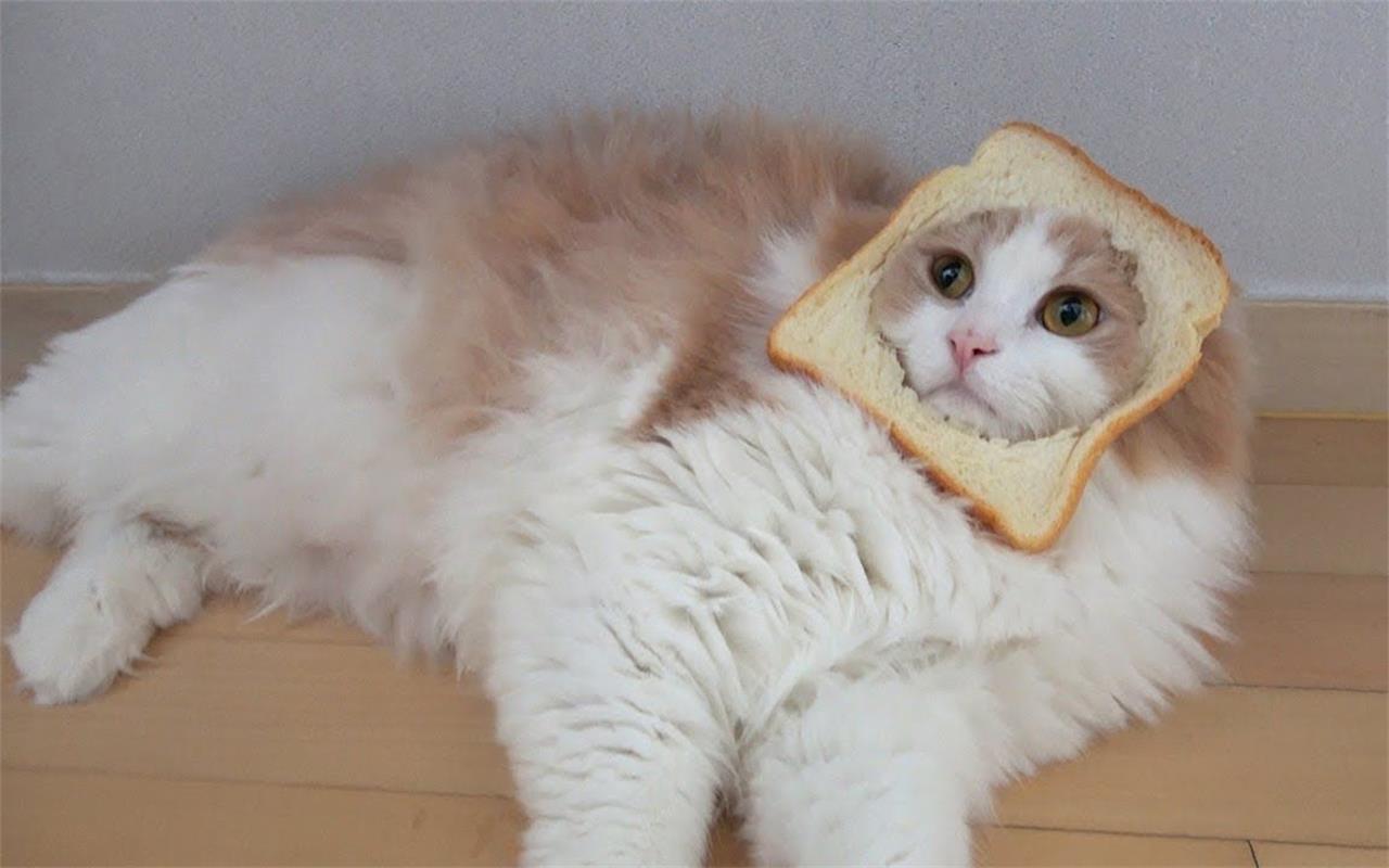 猫最爱吃的10种食物有哪些