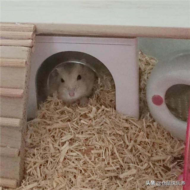 银狐仓鼠怎样才亲近主人