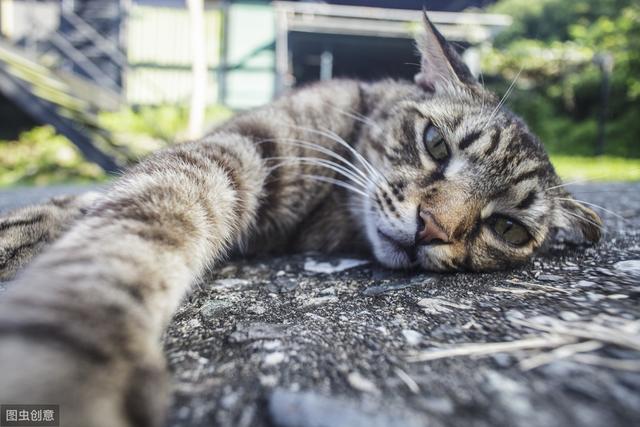 猫眼睛流脓一样的眼屎用眼药水行吗(附：猫眼睛流脓最根本的原因）