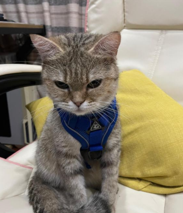 猫咪得传腹快要没的症状