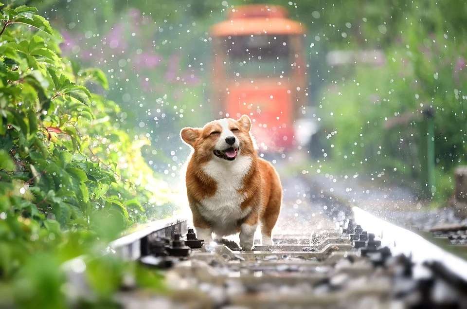 柯基犬常见疾病及防治妙招