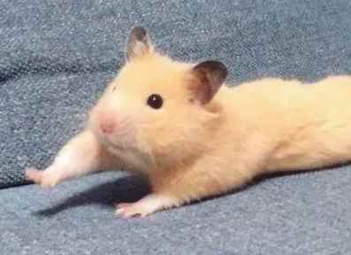 仓鼠吃什么食物致死率高