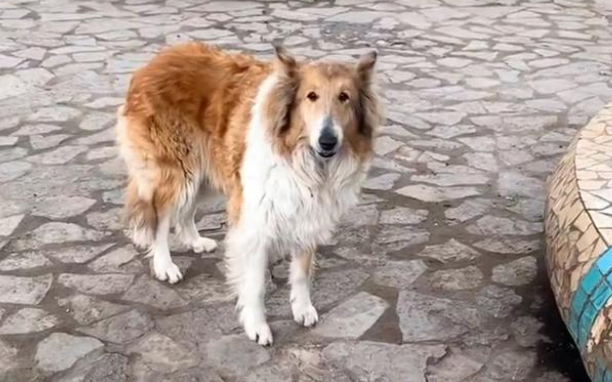 偶遇苏格兰牧羊犬 发现狗狗对人类非常的害怕 这是怎么了
