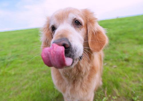 纯种金毛犬多少钱一只