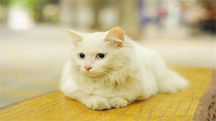 猫可以吃面包吗