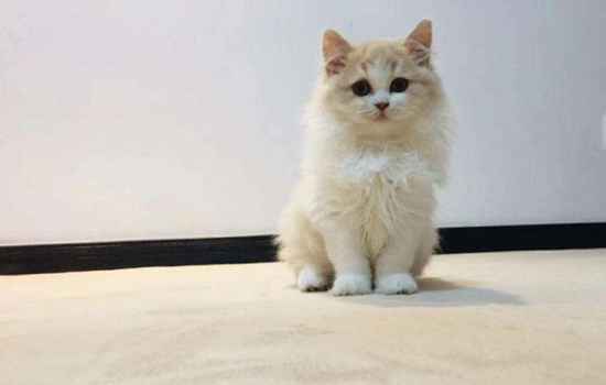 猫什么时候才会进入深度睡眠