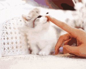 母猫生产当天有什么症状