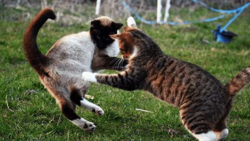 猫咪之间为何会有敌意