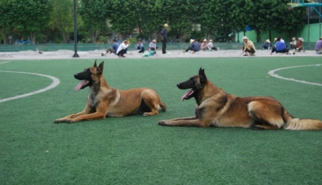 正宗的马犬以啥颜色为基础