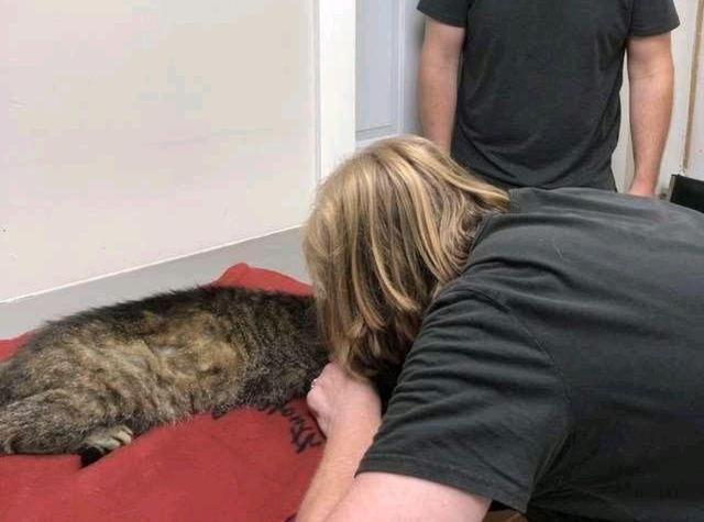 猫看见主人哭会怎么做呢