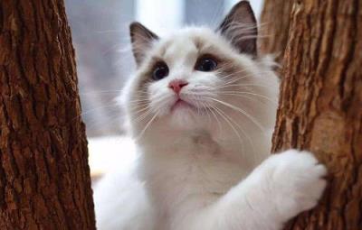猫一只眼睛有点睁不开怎么办