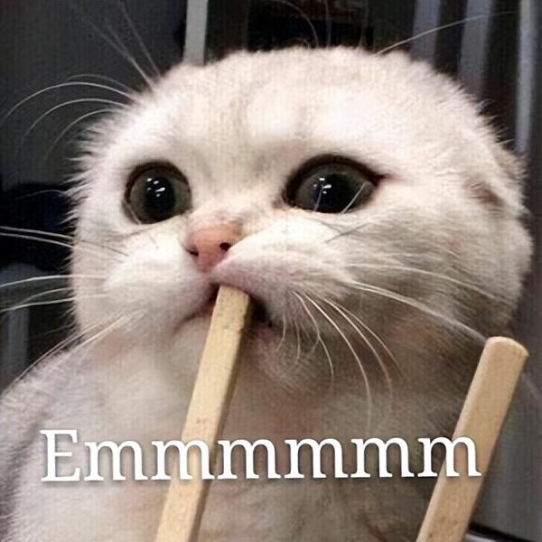 猫打疫苗前要注意什么