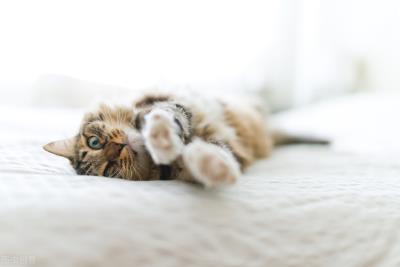 小猫流黄鼻涕吃什么药