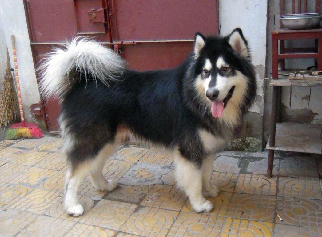 训练阿拉斯加犬详细教程