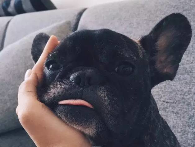 斗牛犬吃什么食物最好