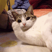治愈人的猫咪图片合集