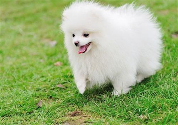博美犬冬天能吃什么