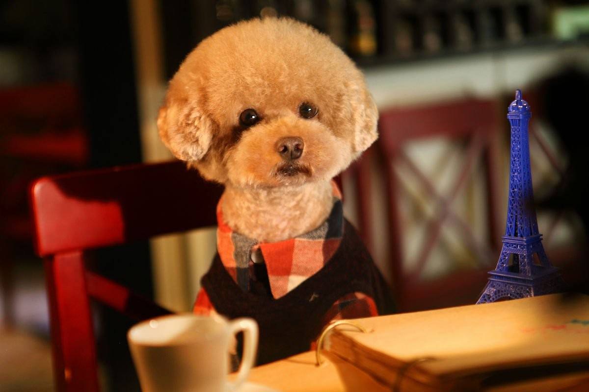 盘点七种体味小爱干净的犬