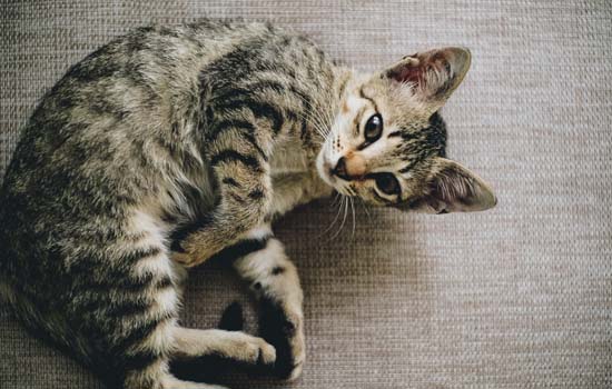 猫咪为什么吐黄水就死