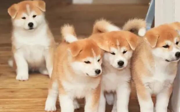 秋田犬喜欢咬东西怎么办呢