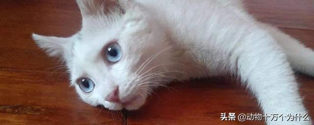 猫吃的猪肝要煮熟吗