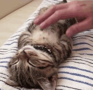 盘点猫咪生病时的睡姿