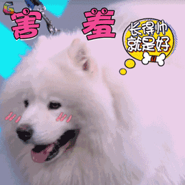 萨摩耶好养吗